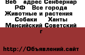 Веб – адрес Сенбернар.РФ - Все города Животные и растения » Собаки   . Ханты-Мансийский,Советский г.